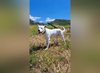 Asta (Spanien) - ein wunderschöner und imposanter „WOW“-Hund