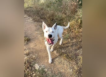 Asta (Spanien) - ein wunderschöner und imposanter „WOW“-Hund