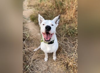Asta (Spanien) - ein wunderschöner und imposanter „WOW“-Hund