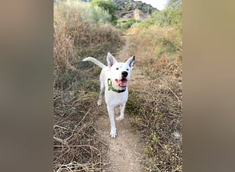 Asta (Spanien) - ein wunderschöner und imposanter „WOW“-Hund