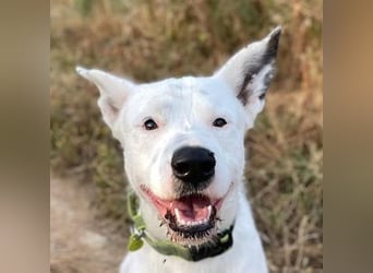 Asta (Spanien) - ein wunderschöner und imposanter „WOW“-Hund