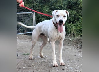 IVAR - sportlicher Riese sucht seinen Buddy