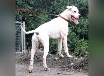 IVAR - sportlicher Riese sucht seinen Buddy