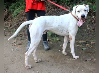 IVAR sportlicher Riese sucht einen Buddy