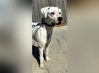 IVAR - sportlicher Riese sucht seinen Buddy