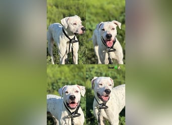 IVAR sportlicher Riese sucht einen Buddy