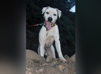 IVAR sportlicher Riese sucht einen Buddy
