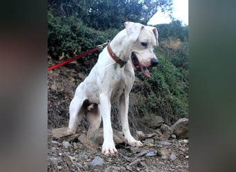 IVAR sportlicher Riese sucht einen Buddy