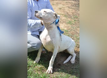 ASKAN, ca. 2020/2021 geboren. Ein toller Dogo Argentino Rüde!