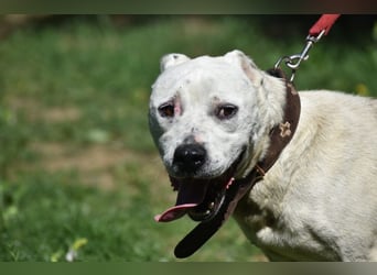 ENZO (geb. ca. 2020) sucht Euch. Ein aktiver, kraftvoller Rüde, der Freunde seiner Rasse sucht.