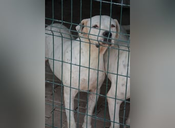 ASKAN, ca. 2020/2021 geboren. Ein toller Dogo Argentino Rüde!