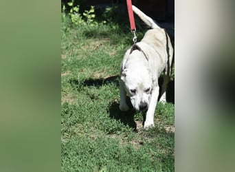 ENZO (geb. ca. 2020) sucht Euch. Ein aktiver, kraftvoller Rüde, der Freunde seiner Rasse sucht.