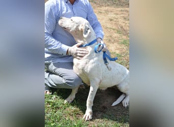 ASKAN, ca. 2020/2021 geboren. Ein toller Dogo Argentino Rüde!