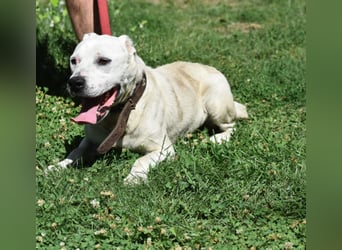 ENZO (geb. ca. 2020) sucht Euch. Ein aktiver, kraftvoller Rüde, der Freunde seiner Rasse sucht.