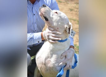 ASKAN, ca. 2020/2021 geboren. Ein toller Dogo Argentino Rüde!