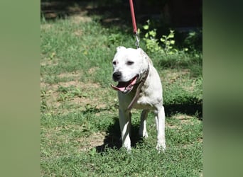 ENZO (geb. ca. 2020) sucht Euch. Ein aktiver, kraftvoller Rüde, der Freunde seiner Rasse sucht.