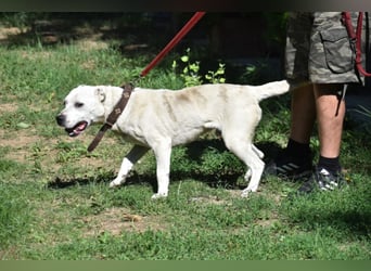 ENZO (geb. ca. 2020) sucht Euch. Ein aktiver, kraftvoller Rüde, der Freunde seiner Rasse sucht.