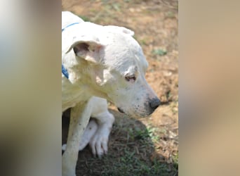ASKAN, ca. 2020/2021 geboren. Ein toller Dogo Argentino Rüde!