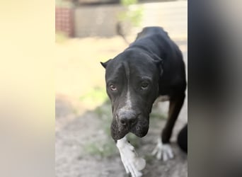 Buster - Sanfter Riese mit großem Herz sucht seine Menschen!