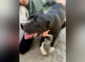 Buster - Sanfter Riese mit großem Herz sucht seine Menschen!