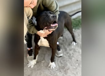 Buster - Sanfter Riese mit großem Herz sucht seine Menschen!