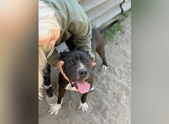 Buster - Sanfter Riese mit großem Herz sucht seine Menschen!