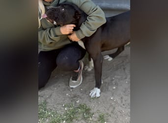 Buster - Sanfter Riese mit großem Herz sucht seine Menschen!