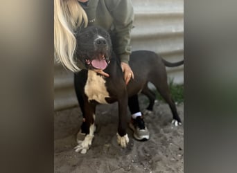 Buster - Sanfter Riese mit großem Herz sucht seine Menschen!