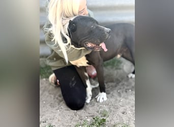 Buster - Sanfter Riese mit großem Herz sucht seine Menschen!