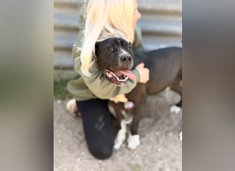 Buster - Sanfter Riese mit großem Herz sucht seine Menschen!