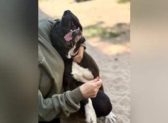 Buster - Sanfter Riese mit großem Herz sucht seine Menschen!