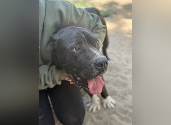 Buster - Sanfter Riese mit großem Herz sucht seine Menschen!