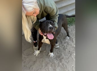 Buster - Sanfter Riese mit großem Herz sucht seine Menschen!