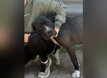 Buster - Sanfter Riese mit großem Herz sucht seine Menschen!