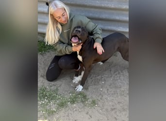 Buster - Sanfter Riese mit großem Herz sucht seine Menschen!