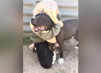 Buster - Sanfter Riese mit großem Herz sucht seine Menschen!