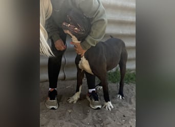 Buster - Sanfter Riese mit großem Herz sucht seine Menschen!