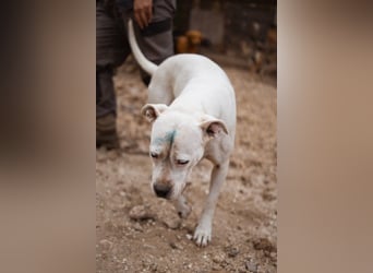Dogo-Argentino-Mix-Lady ♥ Bila ♥ weißer Engel auf 4 Pfoten