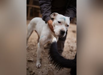 Dogo-Argentino-Mix-Lady ♥ Bila ♥ weißer Engel auf 4 Pfoten