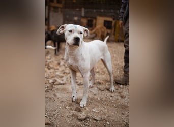 Dogo-Argentino-Mix-Lady ♥ Bila ♥ weißer Engel auf 4 Pfoten