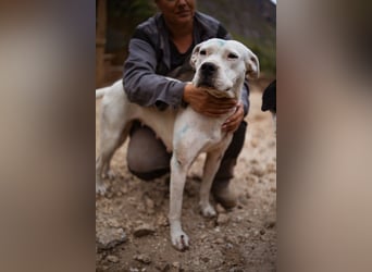 Dogo-Argentino-Mix-Lady ♥ Bila ♥ weißer Engel auf 4 Pfoten