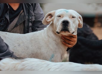 Dogo-Argentino-Mix-Lady ♥ Bila ♥ weißer Engel auf 4 Pfoten