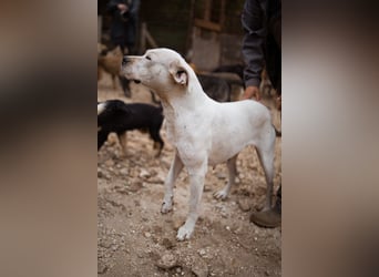 Dogo-Argentino-Mix-Lady ♥ Bila ♥ weißer Engel auf 4 Pfoten