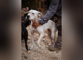 Dogo-Argentino-Mix-Lady ♥ Bila ♥ weißer Engel auf 4 Pfoten