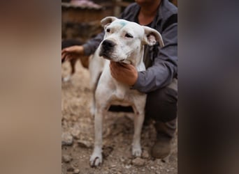 Dogo-Argentino-Mix-Lady ♥ Bila ♥ weißer Engel auf 4 Pfoten