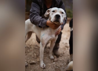 Dogo-Argentino-Mix-Lady ♥ Bila ♥ weißer Engel auf 4 Pfoten
