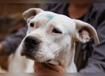 Dogo-Argentino-Mix-Lady ♥ Bila ♥ weißer Engel auf 4 Pfoten