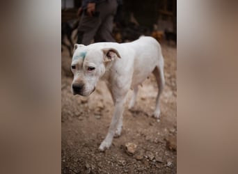 Dogo-Argentino-Mix-Lady ♥ Bila ♥ weißer Engel auf 4 Pfoten