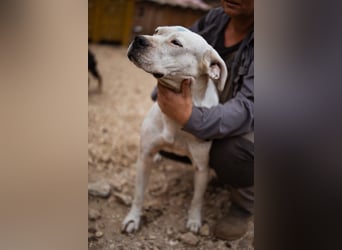 Dogo-Argentino-Mix-Lady ♥ Bila ♥ weißer Engel auf 4 Pfoten