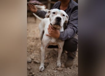 Dogo-Argentino-Mix-Lady ♥ Bila ♥ weißer Engel auf 4 Pfoten